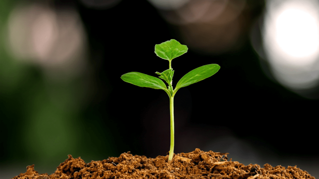 a plant indicating a sustainable growth