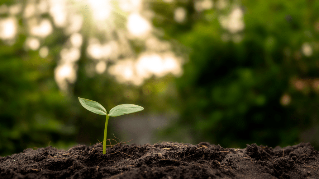 a small plant emerging as a sign of sustainability