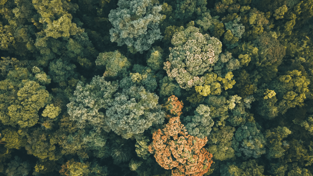 crowd of trees in the ecosystem