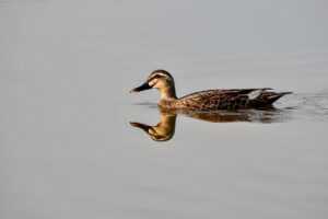 hotels to stay at zethazinco island