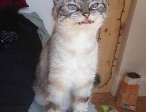 is feduspray home air freshener spray the best for your home