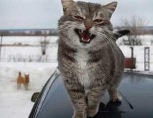 is feduspray home air freshener spray the best for your home