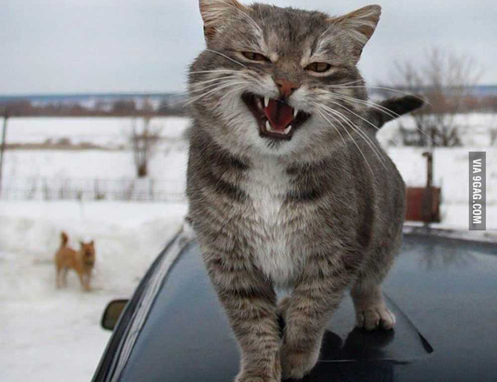 is feduspray home air freshener spray the best for your home