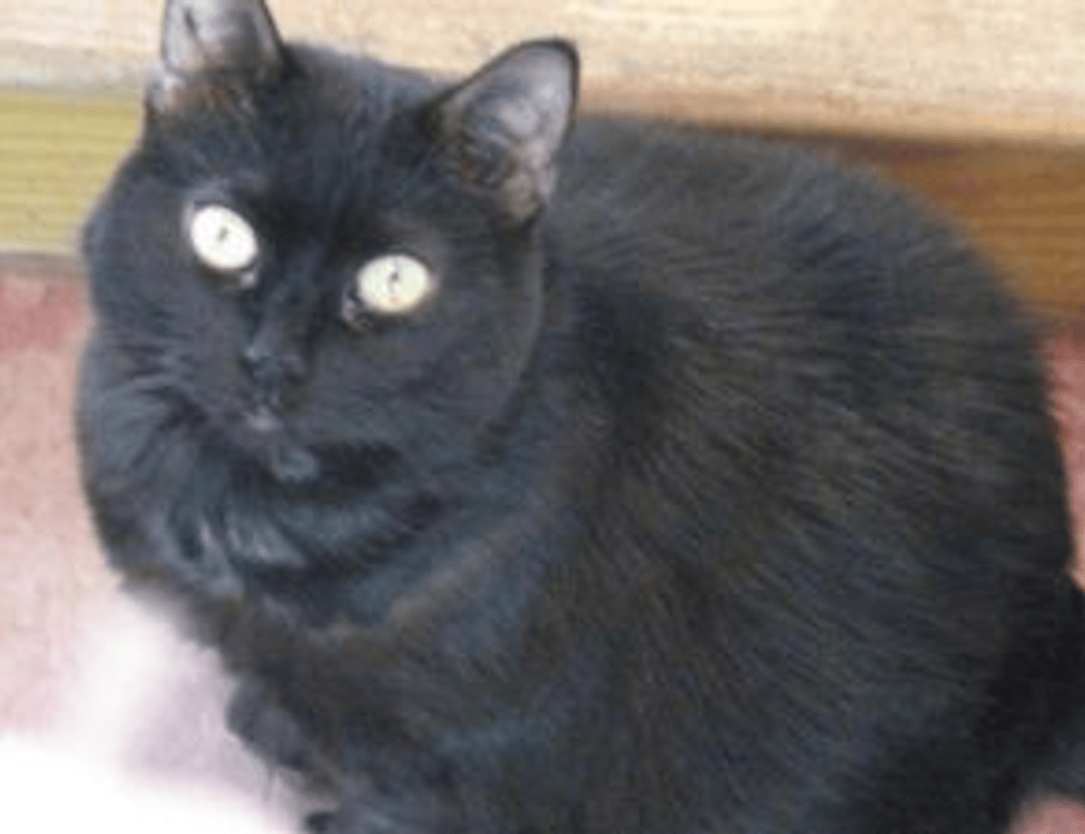 is feduspray home air freshener spray the best for your home