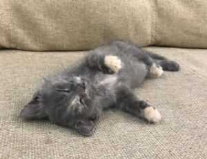 allianz alpha sat login