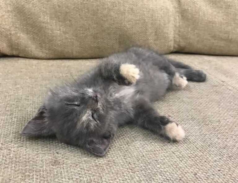 allianz alpha sat login