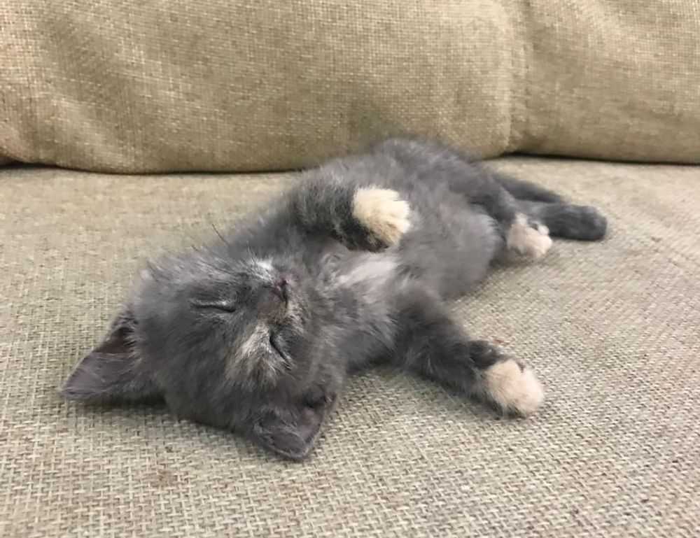 allianz alpha sat login