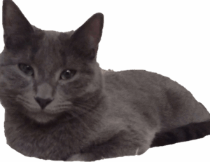 gambar kartun palestin