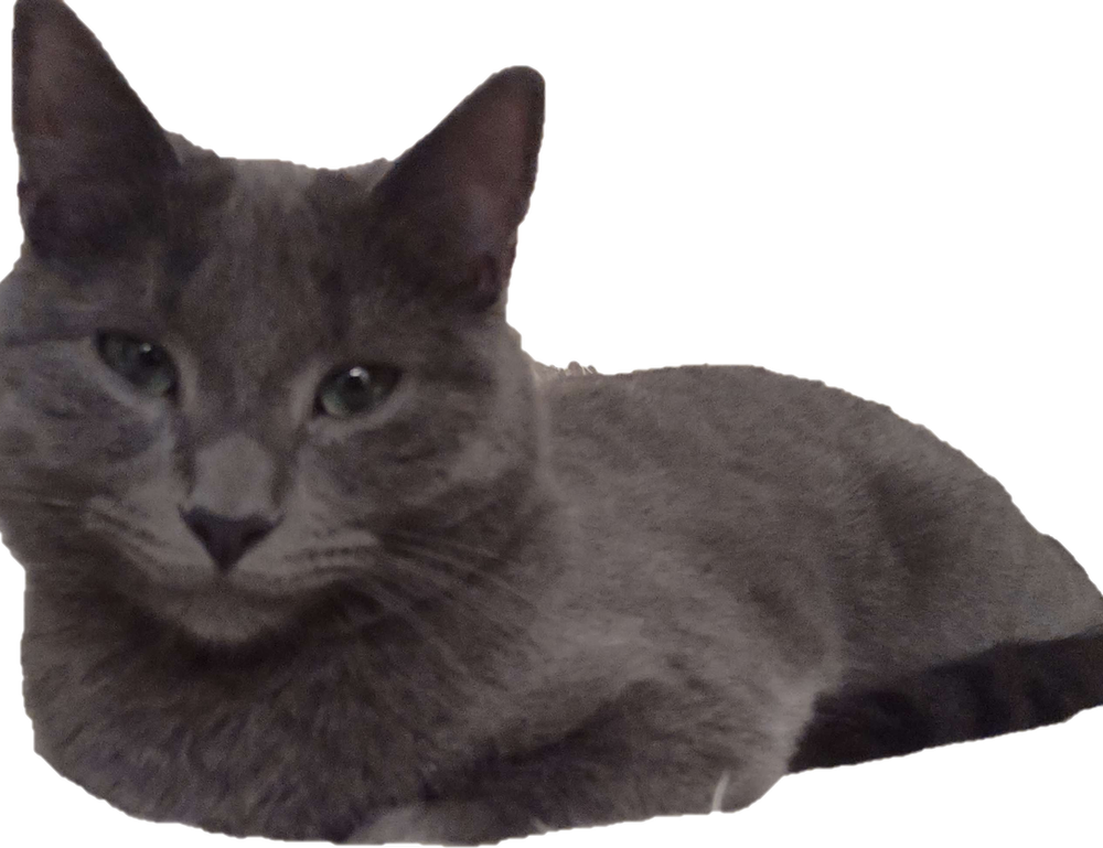 gambar kartun palestin