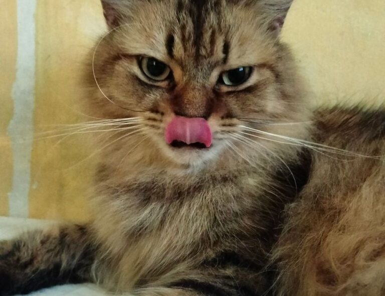 mormantul lui xxtenations