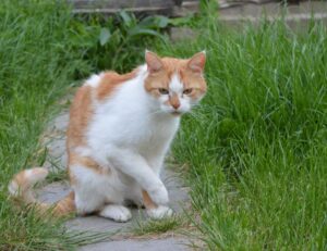 negro fondos de perfil para whatsapp para chicas.