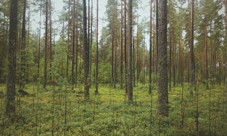 quinchos cerrados sencillos