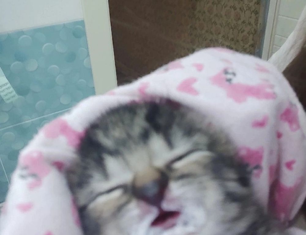 zoolo tv cindy lopez